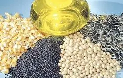 لازم است ارز ترجیحی مستقیما به تولیدکنندگان کلزا و دانه‌های روغنی واگذار شود