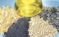 لازم است ارز ترجیحی مستقیما به تولیدکنندگان کلزا و دانه‌های روغنی واگذار شود
