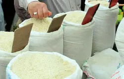 ورود مجلس به بحران برنج؛ بازار با نظارت میدانی آرام شد