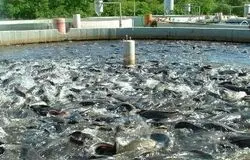 شتاب به سوی اقتصاد دریامحور؛ توسعه شهرک‌های شیلاتی در جنوب کشور کلید خورد