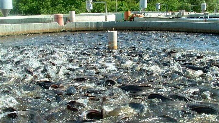 شتاب به سوی اقتصاد دریامحور؛ توسعه شهرکهای شیلاتی در جنوب کشور کلید خورد