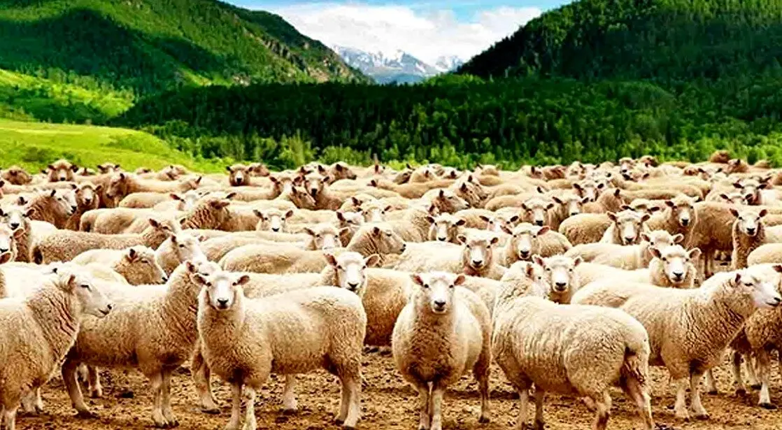 تورم، یارانه ناکافی و قطعی برق/بحران هزینه‌ها دامداران را تحت فشار گذاشت