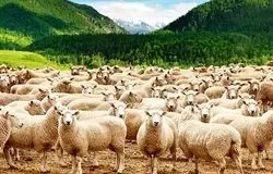 تورم، یارانه ناکافی و قطعی برق/بحران هزینه‌ها دامداران را تحت فشار گذاشت