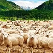 تورم، یارانه ناکافی و قطعی برق/بحران هزینه‌ها دامداران را تحت فشار گذاشت