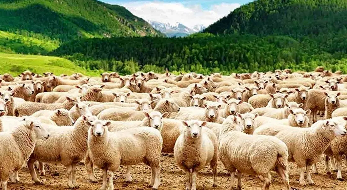 تورم، یارانه ناکافی و قطعی برق/بحران هزینه‌ها دامداران را تحت فشار گذاشت