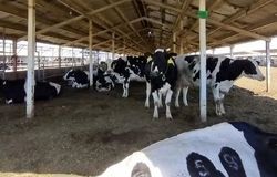 شیوع گسترده تب برفکی در دامداری‌های کشور؛ تهران، قم و البرز درگیر شدند