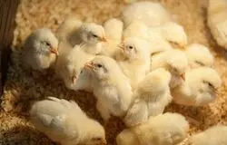 جوجه‌هایی که به چاه سپرده شدند/ روایت تلخ زیان تولیدکنندگان