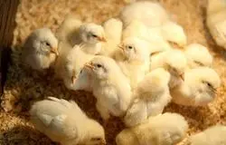 جوجه‌هایی که به چاه سپرده شدند/ روایت تلخ زیان تولیدکنندگان