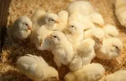 جوجه‌هایی که به چاه سپرده شدند/ روایت تلخ زیان تولیدکنندگان