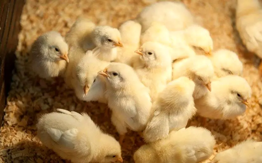 جوجه‌هایی که به چاه سپرده شدند/ روایت تلخ زیان تولیدکنندگان