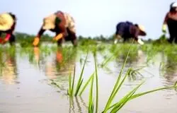 کشت برنج فقط در دو استان شمالی مجاز است/تأکید معاون وزیر جهاد بر اجرای سیاست‌های مدیریت منابع آبی