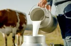 زنگ خطر افت سرانه مصرف لبنیات؛ کالابرگ هم نتوانست خرید شیر را بالا ببرد