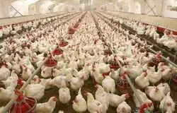 مرغ ارزان شد، اما تولید در خطر است؛ زیان روزانه ۷۰۰ میلیارد تومانی مرغداران