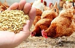 اخذ مجوز واردات ۵.۵ میلیون تن نهاده‌های دامی از ستاد تنظیم بازار 