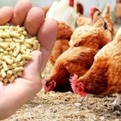 اخذ مجوز واردات ۵.۵ میلیون تن نهاده‌های دامی از ستاد تنظیم بازار 