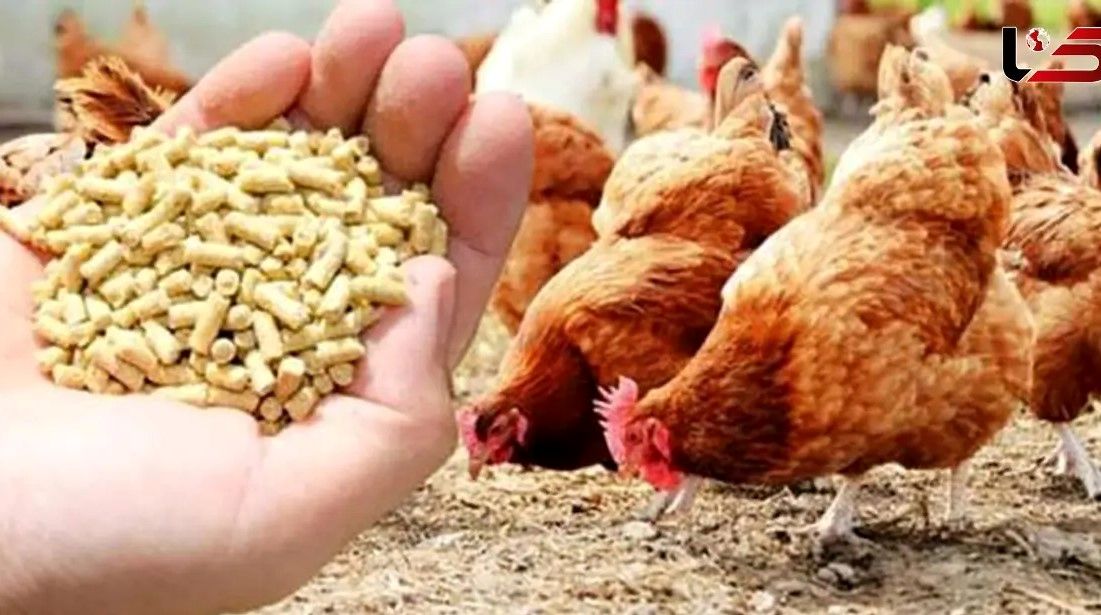 اخذ مجوز واردات ۵.۵ میلیون تن نهاده‌های دامی از ستاد تنظیم بازار 