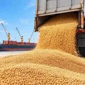 واردات ۵۰۰ هزار تن گندم دامی با تغییر اولویت ارزی مجاز شد