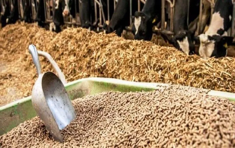 سوءمدیریت در وزارت جهاد، بحران تأمین خوراک دام و طیور را تشدید کرد/فعالان اقتصادی خواستار ورود مجلس شدند+نامه