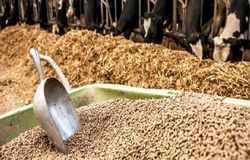 سوءمدیریت در وزارت جهاد، بحران تأمین خوراک دام و طیور را تشدید کرد/فعالان اقتصادی خواستار ورود مجلس شدند+نامه