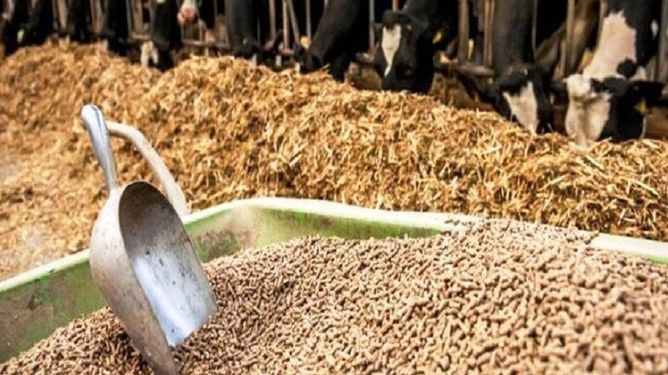 سوءمدیریت در وزارت جهاد، بحران تأمین خوراک دام و طیور را تشدید کرد/فعالان اقتصادی خواستار ورود مجلس شدند+نامه