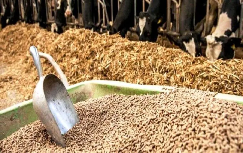 سوءمدیریت در وزارت جهاد، بحران تأمین خوراک دام و طیور را تشدید کرد/فعالان اقتصادی خواستار ورود مجلس شدند+نامه