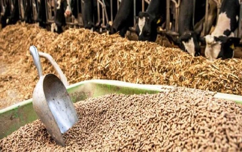 سوءمدیریت در وزارت جهاد، بحران تأمین خوراک دام و طیور را تشدید کرد/فعالان اقتصادی خواستار ورود مجلس شدند+نامه