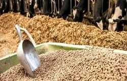 سوءمدیریت در وزارت جهاد، بحران تأمین خوراک دام و طیور را تشدید کرد/فعالان اقتصادی خواستار ورود مجلس شدند+نامه