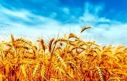 گندمکاران، قربانی دعوای بودجه‌ای دولت/بی‌پولی در جهاد کشاورزی یا کم‌کاری سازمان برنامه؟