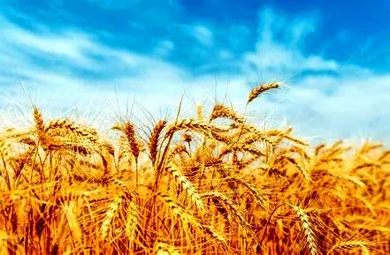 گندمکاران، قربانی دعوای بودجه‌ای دولت/بی‌پولی در جهاد کشاورزی یا کم‌کاری سازمان برنامه؟