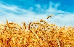 گندمکاران، قربانی دعوای بودجه‌ای دولت/بی‌پولی در جهاد کشاورزی یا کم‌کاری سازمان برنامه؟