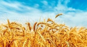گندمکاران، قربانی دعوای بودجه‌ای دولت/بی‌پولی در جهاد کشاورزی یا کم‌کاری سازمان برنامه؟
