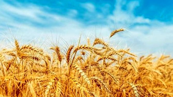 گندمکاران، قربانی دعوای بودجه‌ای دولت/بی‌پولی در جهاد کشاورزی یا کم‌کاری سازمان برنامه؟
