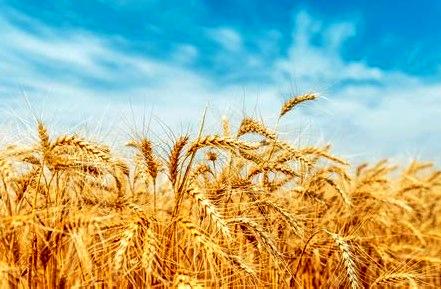 گندمکاران، قربانی دعوای بودجهای دولت/بیپولی در جهاد کشاورزی یا کمکاری سازمان برنامه؟