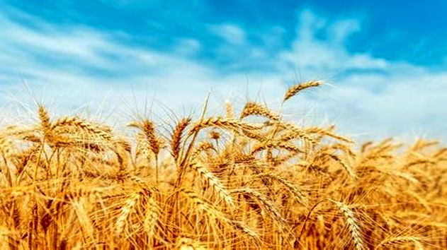 گندمکاران، قربانی دعوای بودجه‌ای دولت/بی‌پولی در جهاد کشاورزی یا کم‌کاری سازمان برنامه؟