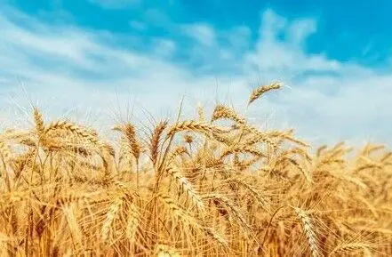 گندمکاران، قربانی دعوای بودجه‌ای دولت/بی‌پولی در جهاد کشاورزی یا کم‌کاری سازمان برنامه؟