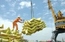 بحران ارز، گره اصلی بازار برنج/بدون حل معوقات ارزی، هیچ سیاستی جواب نمی‌دهد