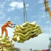 بحران ارز، گره اصلی بازار برنج/بدون حل معوقات ارزی، هیچ سیاستی جواب نمی‌دهد