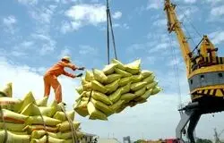 بحران ارز، گره اصلی بازار برنج/بدون حل معوقات ارزی، هیچ سیاستی جواب نمی‌دهد