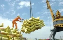 بحران ارز، گره اصلی بازار برنج/بدون حل معوقات ارزی، هیچ سیاستی جواب نمی‌دهد