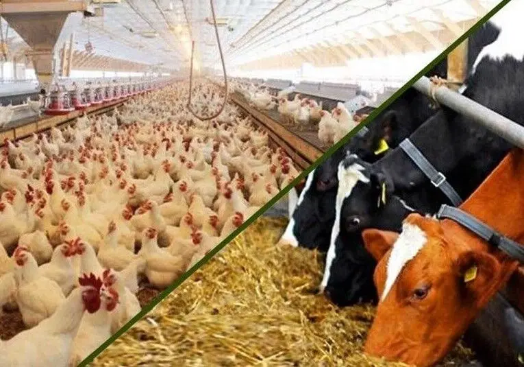 خوداتکایی در تولید گوشت قرمز با مدیریت هوشمند تغذیه