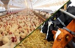 خوداتکایی در تولید گوشت قرمز با مدیریت هوشمند تغذیه