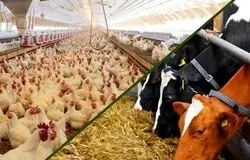 خوداتکایی در تولید گوشت قرمز با مدیریت هوشمند تغذیه