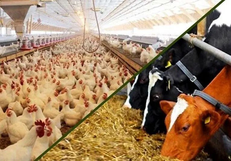 خوداتکایی در تولید گوشت قرمز با مدیریت هوشمند تغذیه