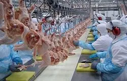 صادرات مرغ مازاد هنوز آغاز نشده است؛ چالش قیمت و سیاست‌های ناپایدار در بازار جهانی