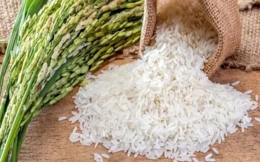 کسادی بی‌سابقه برنج مازندران/قیمت‌ها همچنان سر جای خود!