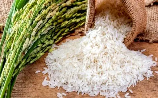 کسادی بی‌سابقه برنج مازندران/قیمت‌ها همچنان سر جای خود!
