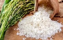 کسادی بی‌سابقه برنج مازندران/قیمت‌ها همچنان سر جای خود!
