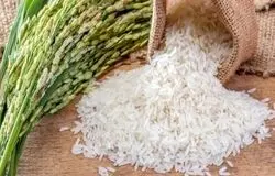 کسادی بی‌سابقه برنج مازندران/قیمت‌ها همچنان سر جای خود!