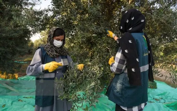 طرح شناسنامه کاری برای بانوان کارآفرین روستایی اجرا می‌شود