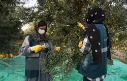 طرح شناسنامه کاری برای بانوان کارآفرین روستایی اجرا می‌شود